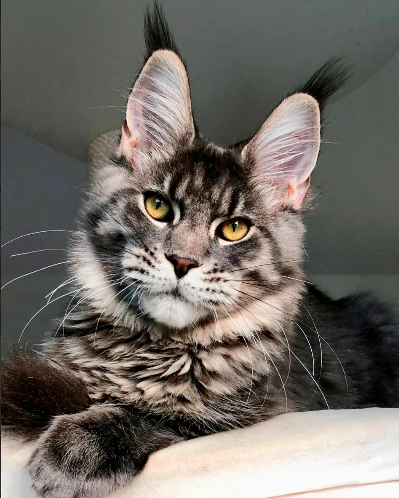 Иконка Канал Мейн-куны из Kotoamatsukami — портал Max