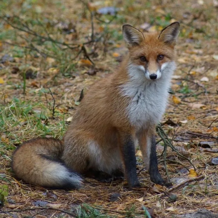 Иконка Канал Прекрасная Кёнигсбергщина — портал Max