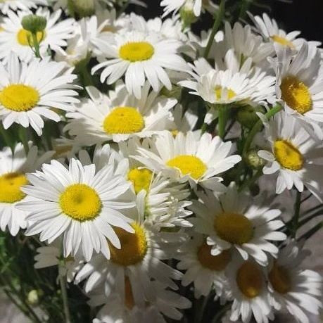 Иконка Канал МКОУ"СОШ АУЛ КЫЗЫЛ-УРУП " — портал Max