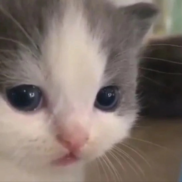 Иконка Канал не вешай носик котёночек — портал Max