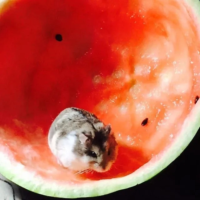 Аватар Группа Хомяк в Арбузе🍉 {18+} — рейтинг Max