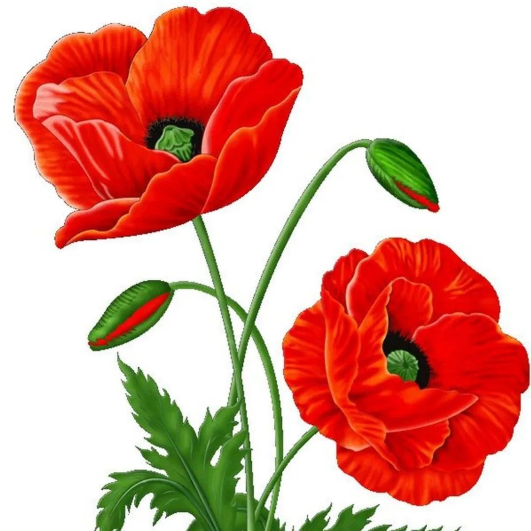 МБДОУ детский сад N105 "Красный мак" г. Брянска — Канал Макс рейтинг МБДОУ детский сад N105 "Красный мак" г. Брянска