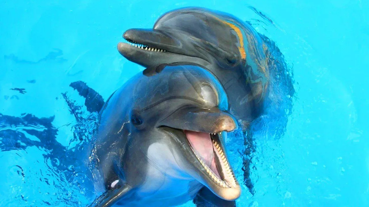 Иконка Канал СШОР "Дельфин" — портал Max