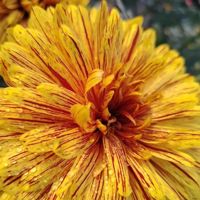 Иконка Канал МОУ СШ № 27 им. С.В. Лежнева — портал Max