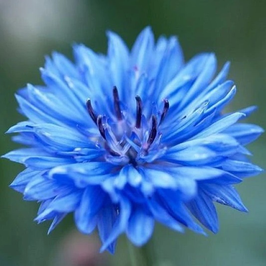 Иконка Канал МБДОУ "ДСКВ № 92" Василёк г. Братска — портал Max