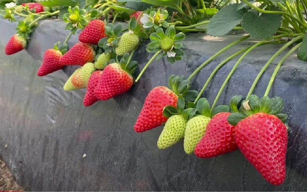 Иконка Группа Земляника - Клубника. Иркутская область. — портал Max