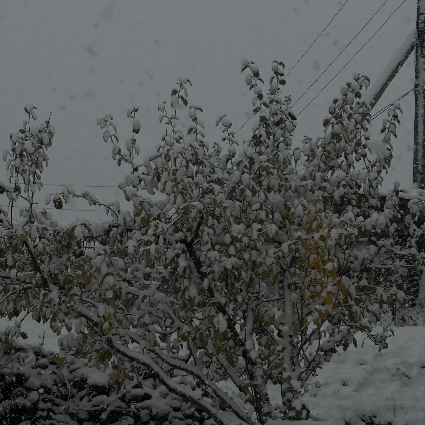 Иконка Канал МКОУ " Арчибская СОШ им. М.И.Садикова" — портал Max