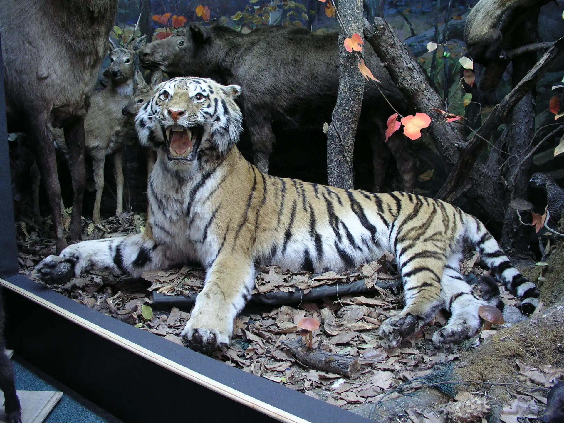 Иконка Канал Областной краеведческий музей ЕАО — портал Max