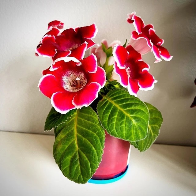 Иконка Канал Цветы и растения🪴 — портал Max