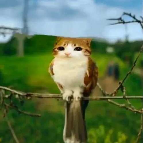 Аватар Группа Чат комфортик — рейтинг Max