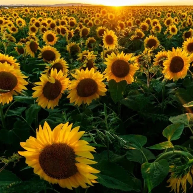 Иконка Канал Подсолнушек🌻 — портал Max