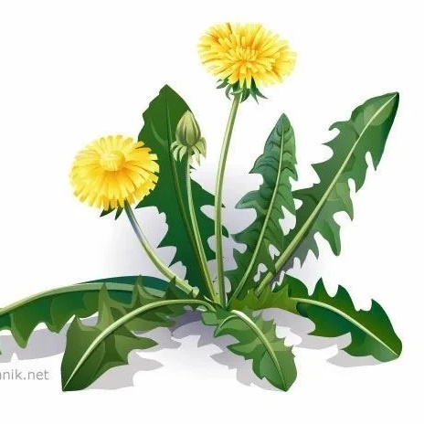 Иконка Канал МДОУ Д/С "ОДУВАНЧИК" Г.БАЛАШОВА — портал Max