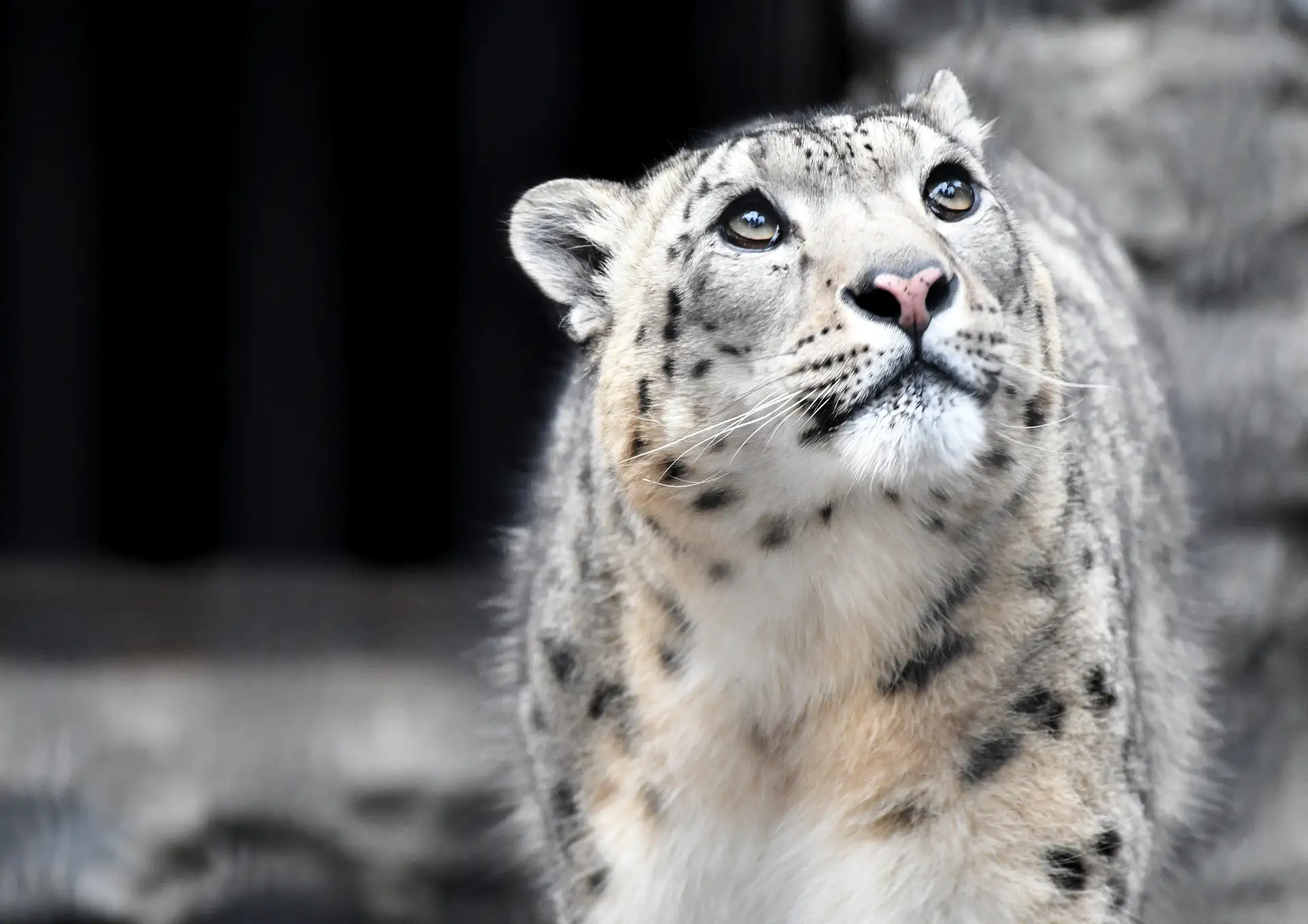 Иконка Канал Сайлюгемский национальный парк — портал Max