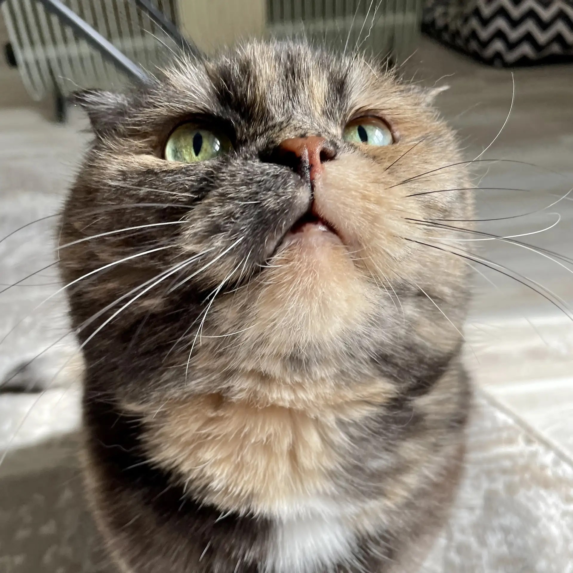 Кошка.ru — Канал Макс рейтинг Кошка.ru