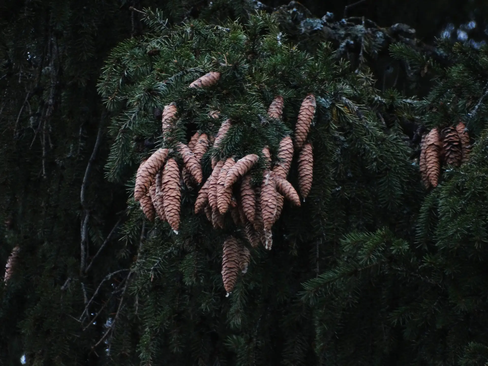 Иконка Канал ГКУ РМЭ "Южное межрайонное управление лесами" — портал Max