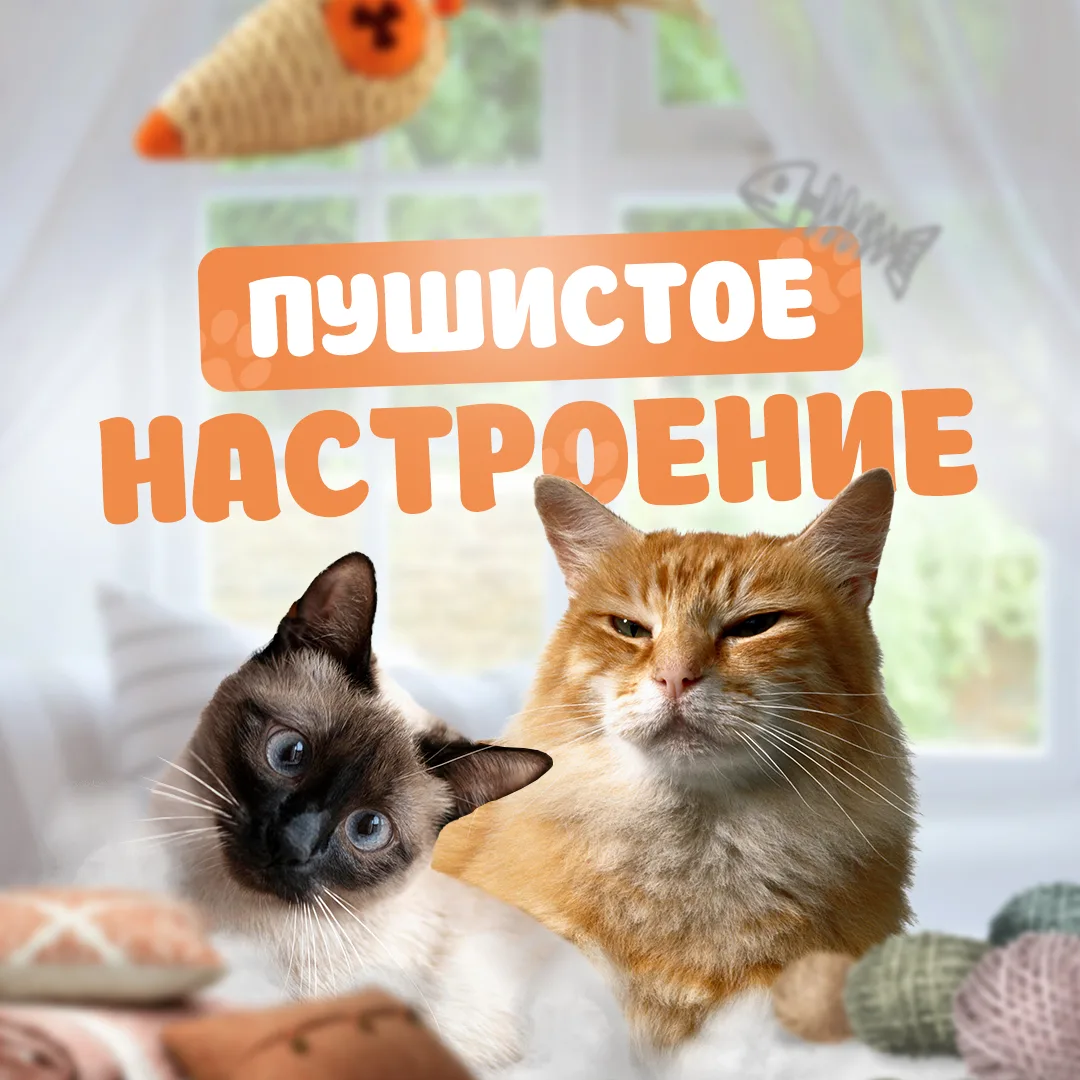 Пушистое настроение | Котики — Канал Макс рейтинг Пушистое настроение | Котики