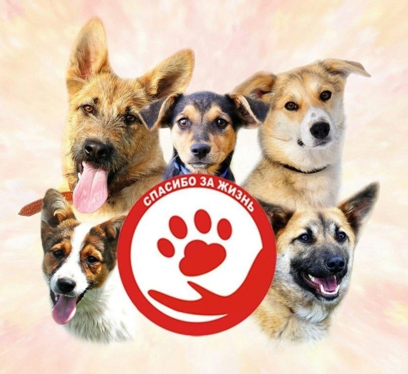 Иконка Канал Приют для животных без владельцев г. Красноуфимск — портал Max