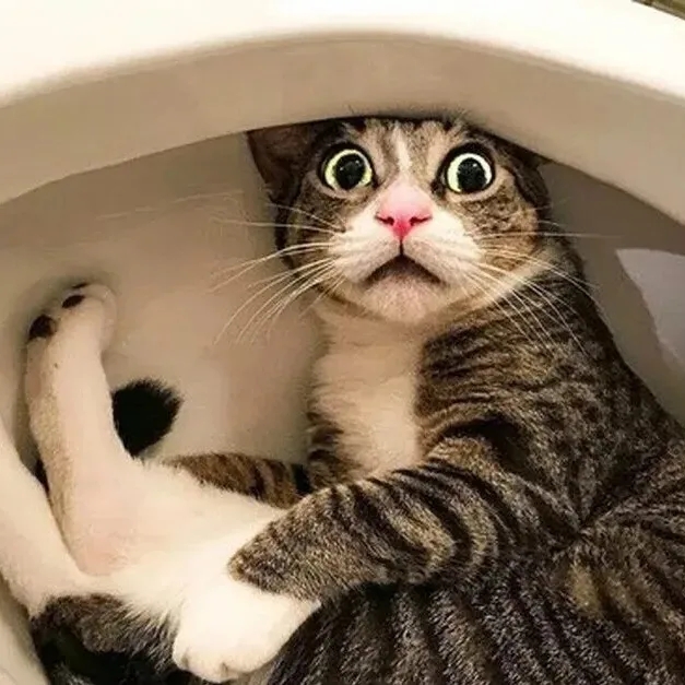 Аватар Группа Смешные видосы 🤣 — рейтинг Max