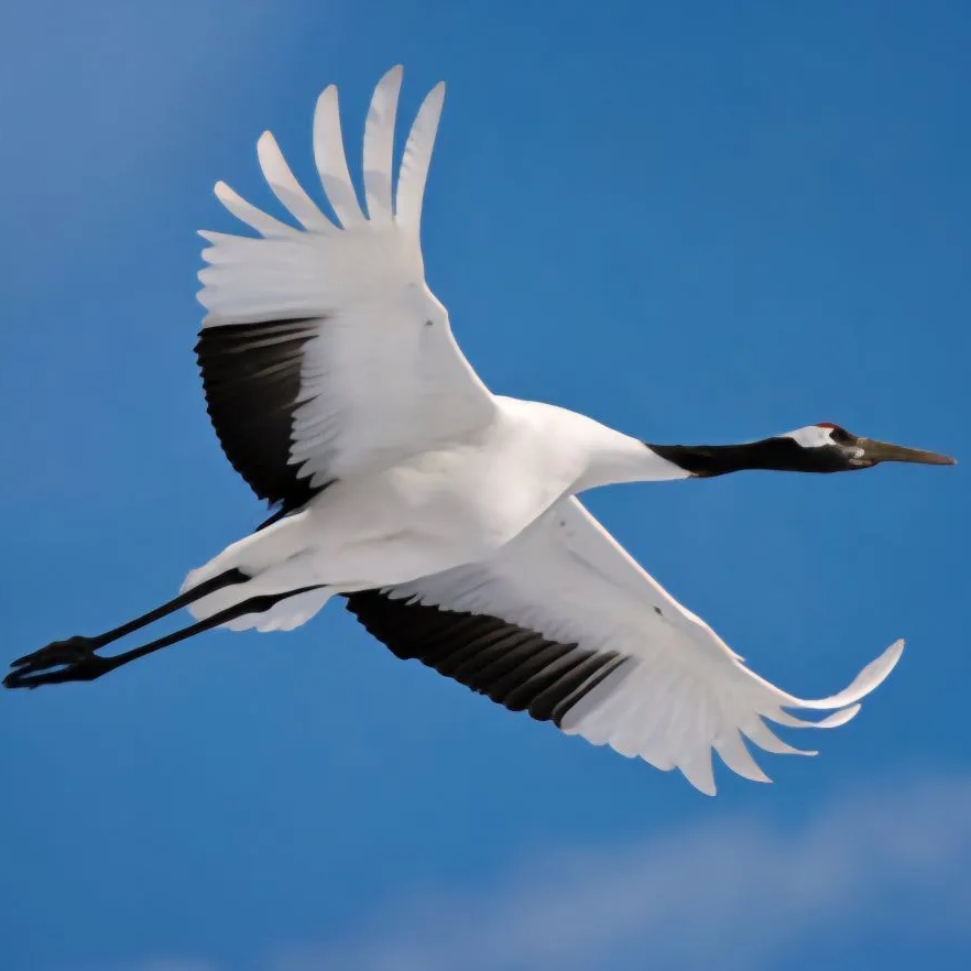 Иконка Канал МКДОУ "Детский сад"ЖУРАВЛИК "с.Шодрода — портал Max