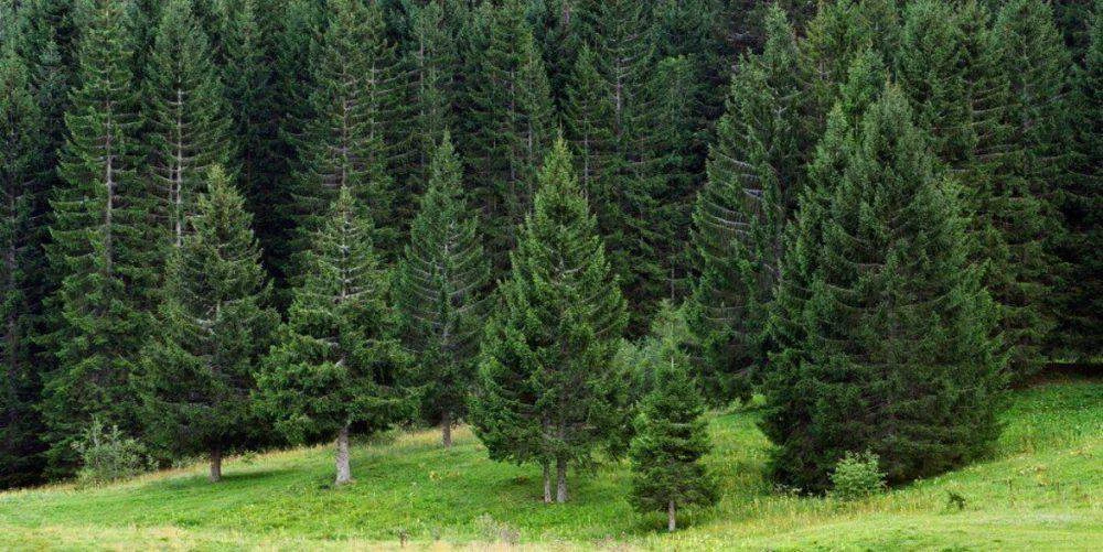 ГКУ "Терское лесничество" — Канал Макс рейтинг ГКУ "Терское лесничество"