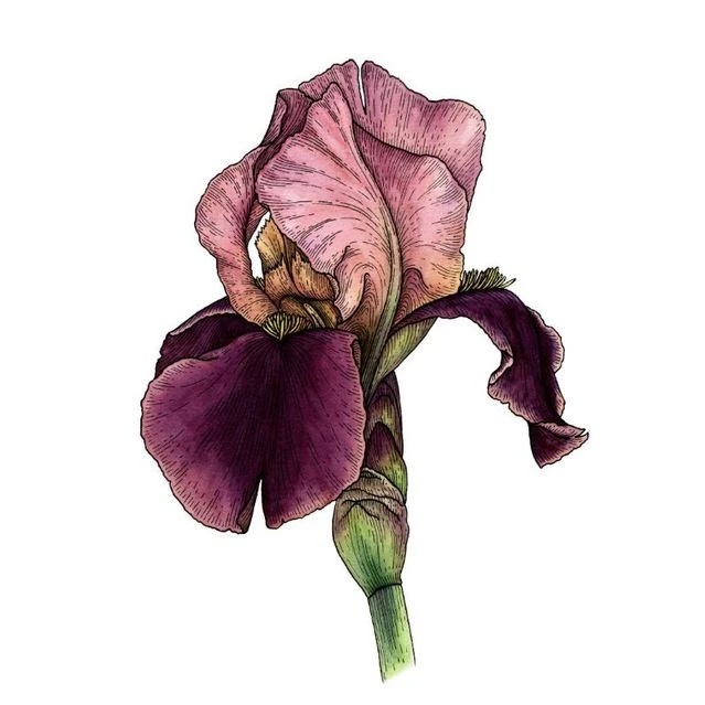 Иконка Канал Екатерина Казакова - акварель и графика линерами — портал Max