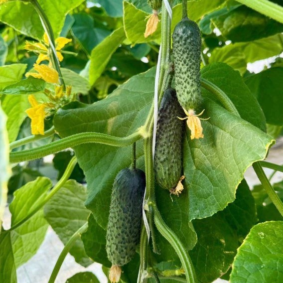 Иконка Канал АО-Тепличное Тамбов — портал Max