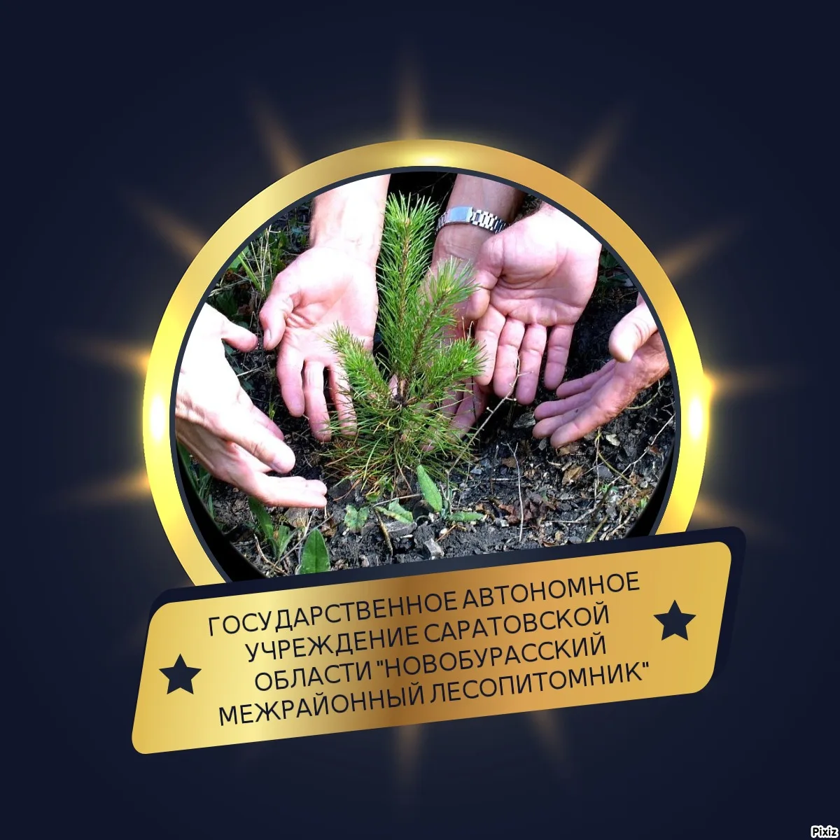 Новобурасский лесопитомник — Канал Макс рейтинг Новобурасский лесопитомник