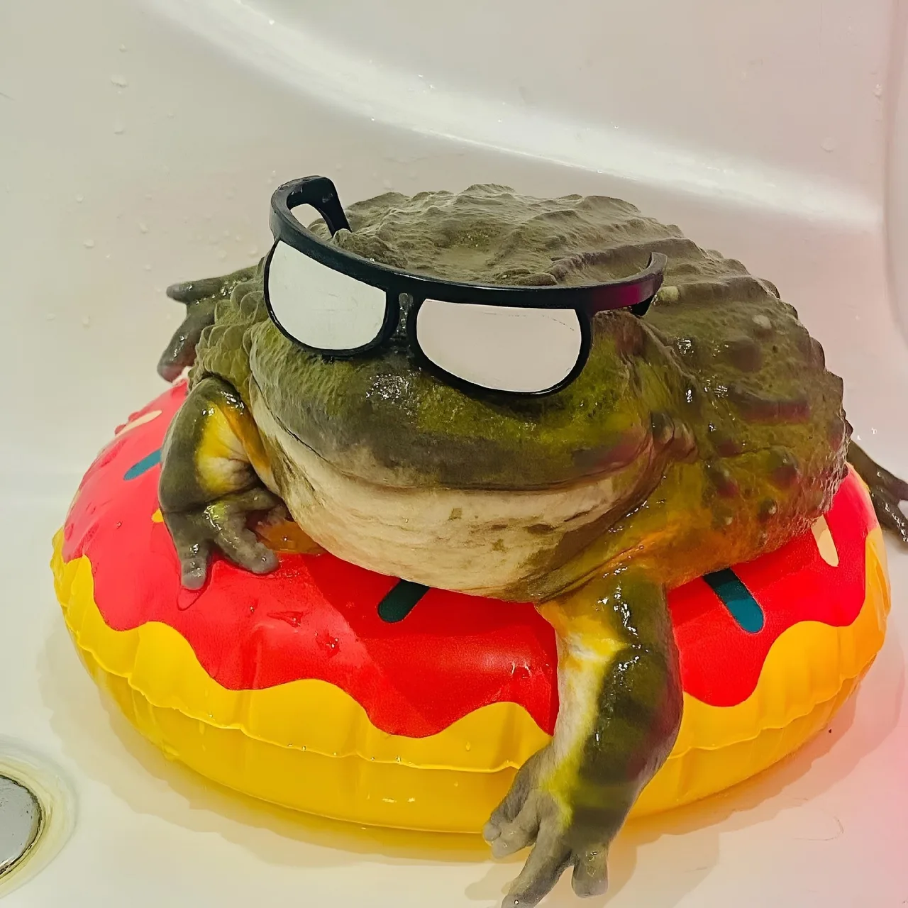 Иконка Канал любим лягушек и жабок | лягушки | жабы | животные — портал Max