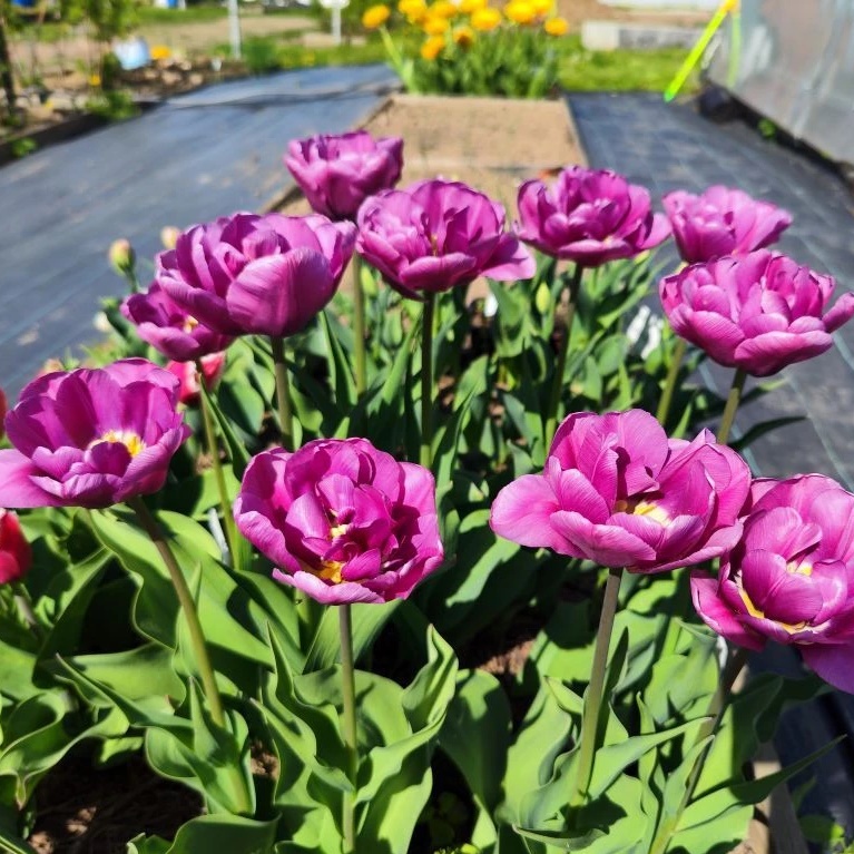 Иконка Канал Урожайные Секреты 🌱 — портал Max