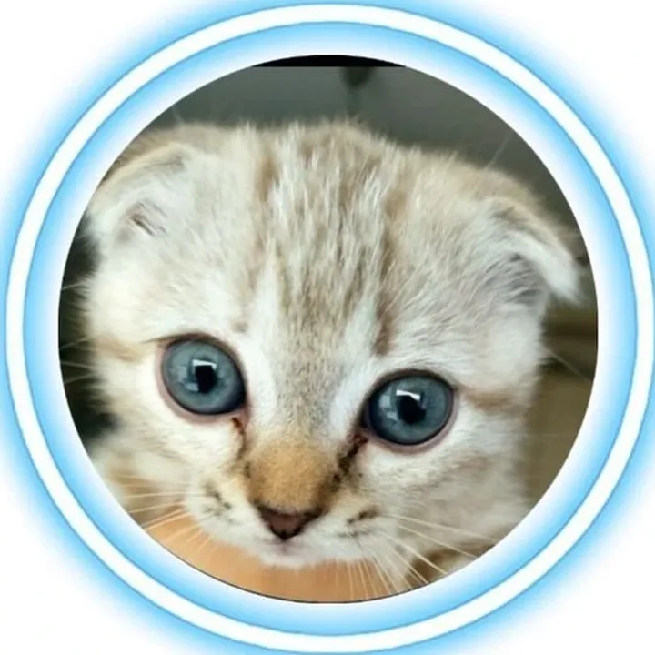 Аватар Группа КОШКАРИУС — рейтинг Max