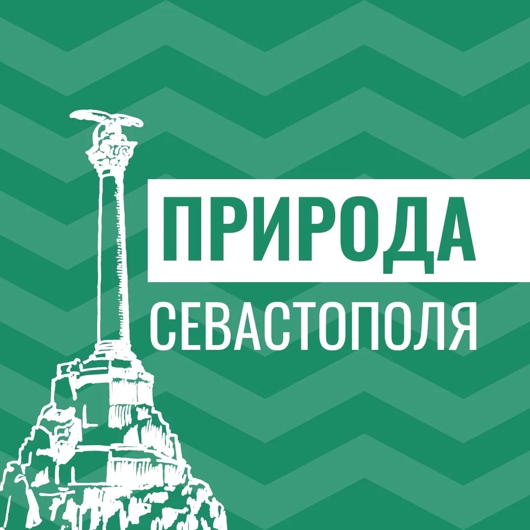 Иконка Канал Природа Севастополя — портал Max