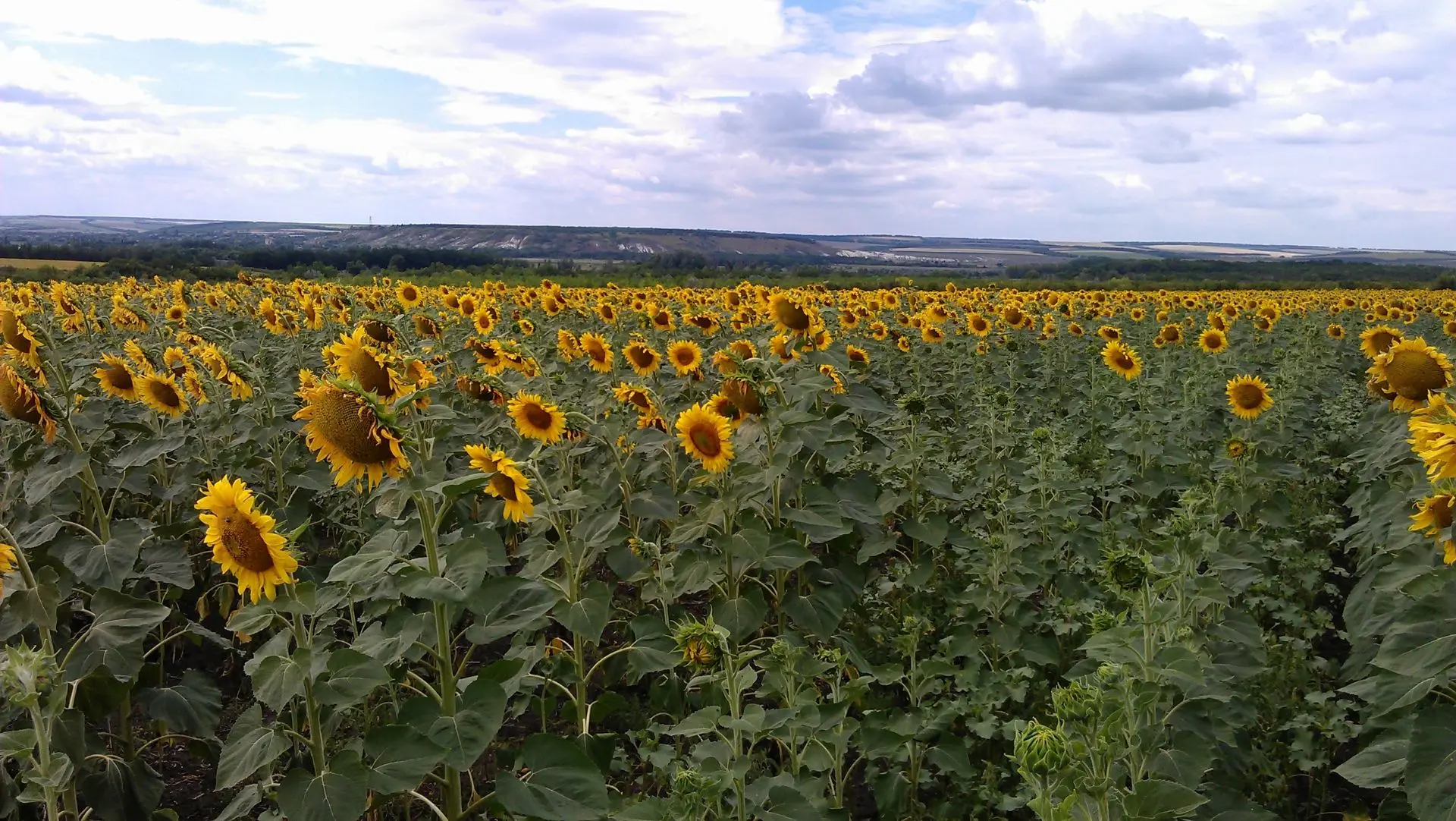 Иконка Канал ГКУ ЛНР "Луганская АЛНИС" — портал Max