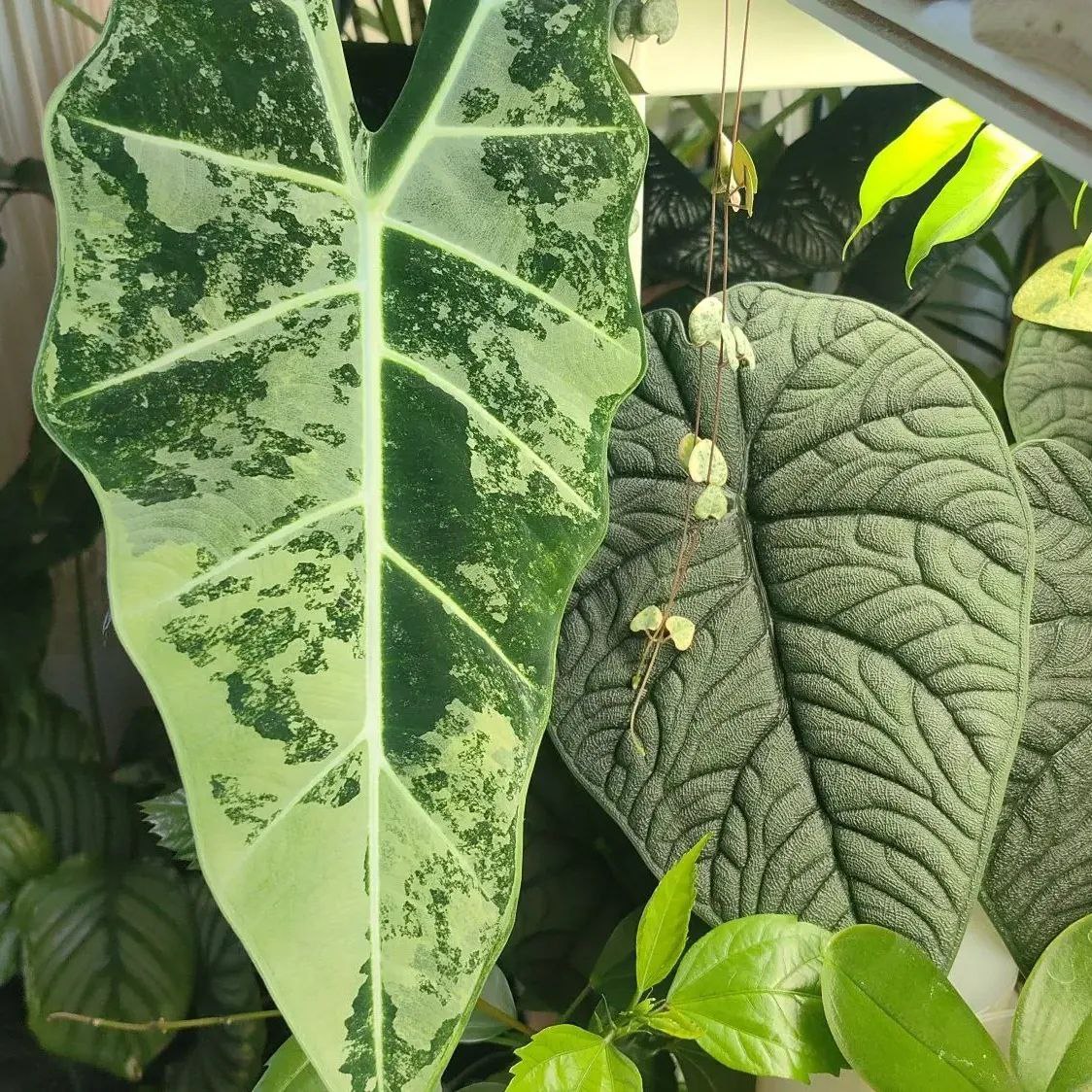 Аватар Группа ПРО Комнатные цветы в ЕКБ — рейтинг Max