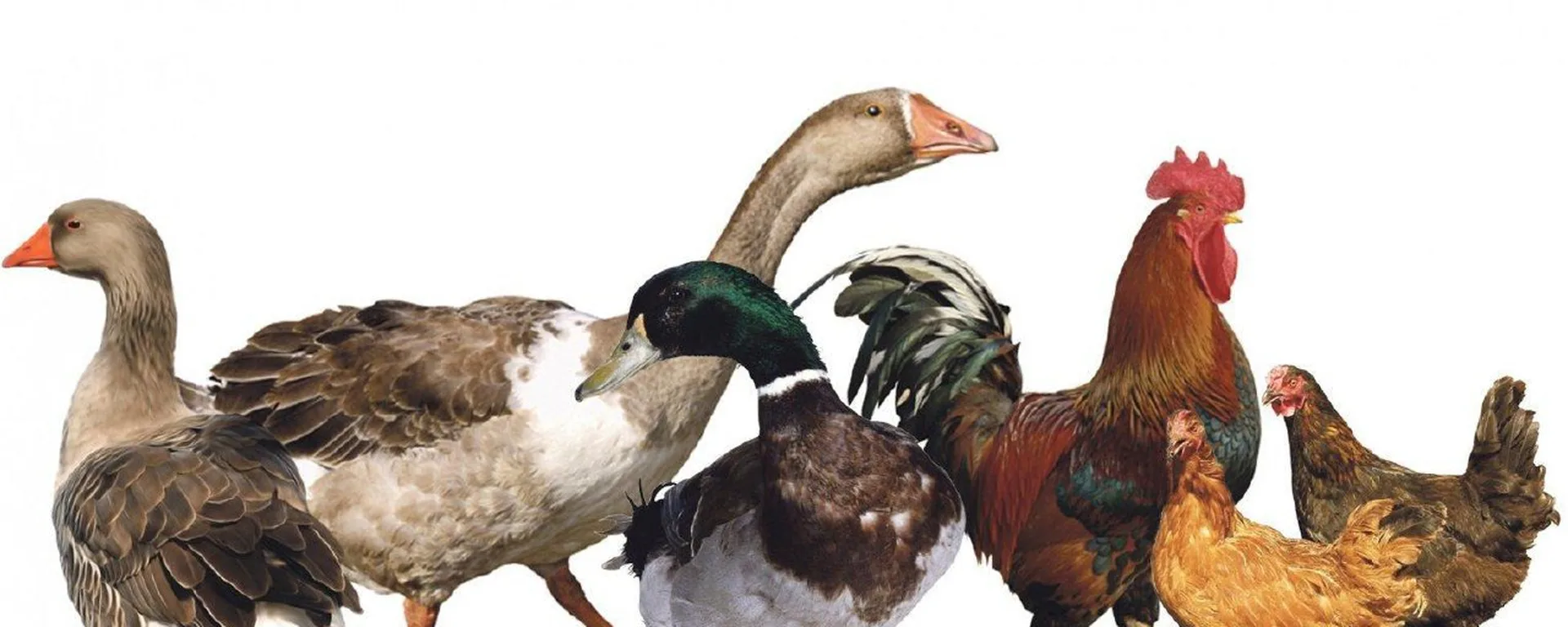 Иконка Канал ГБУ "Ветуправление Брюховецкого района" — портал Max