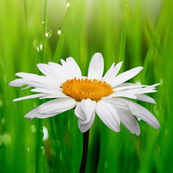 Иконка Канал МКДОУ "Киреевский д/с "Ромашка" — портал Max