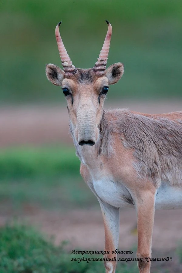 Иконка Канал ГБУ АО "Дирекция заказника Степной" — портал Max