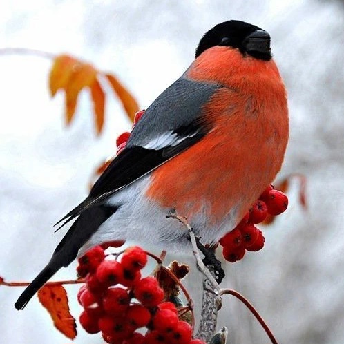 МБДОУ г.Мурманска №130 — Канал Макс рейтинг МБДОУ г.Мурманска №130