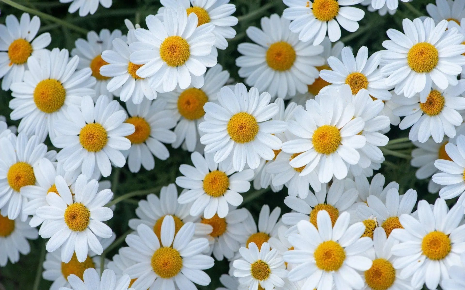 Иконка Канал МДОАУ "Детский сад №1 "Ромашка" г.Соль-Илецка — портал Max