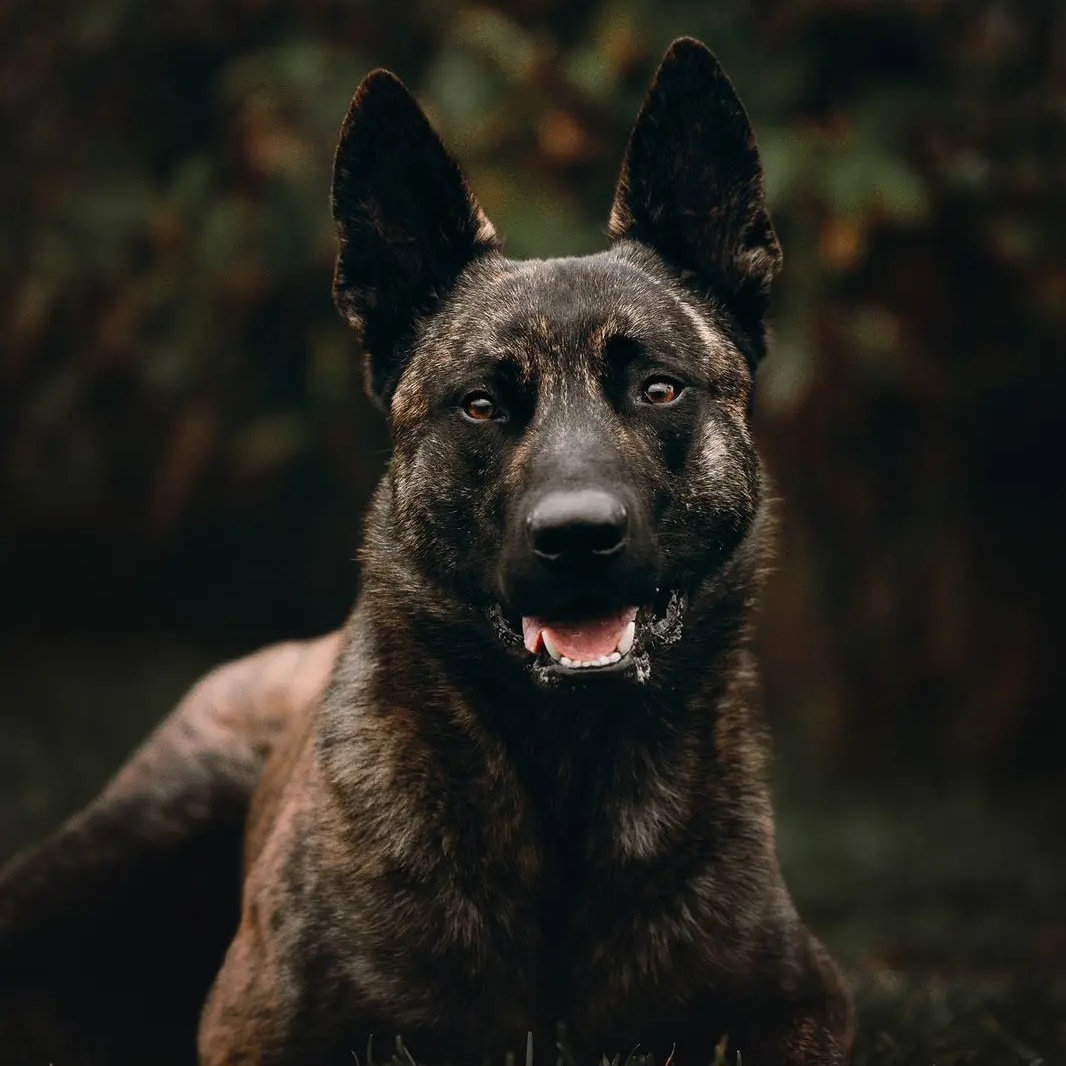 Working Dogs — Канал Макс рейтинг Working Dogs