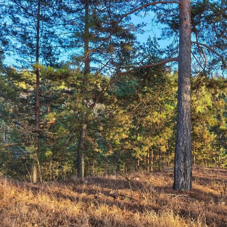 Иконка Канал ГКУ ПО "Шемышейское лесничество" — портал Max