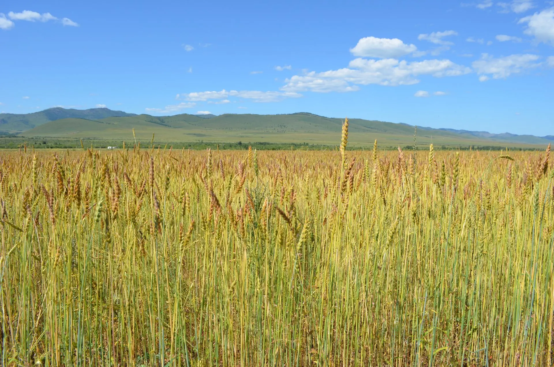 Иконка Канал Минсельхоз Забайкалья — портал Max