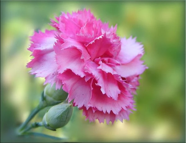 Иконка Канал МБДОУ Детский сад 112 "Гвоздичка " г. Архангельск — портал Max