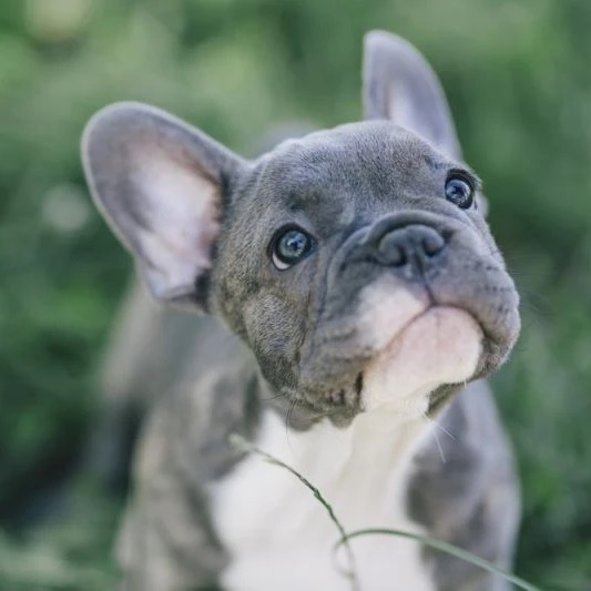 Французский бульдог. Щенки. Продажа — Канал Макс рейтинг Французский бульдог. Щенки. Продажа