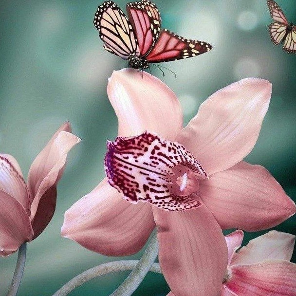 Иконка Группа Цветочки: об орхидеях и не только🌸 — портал Max