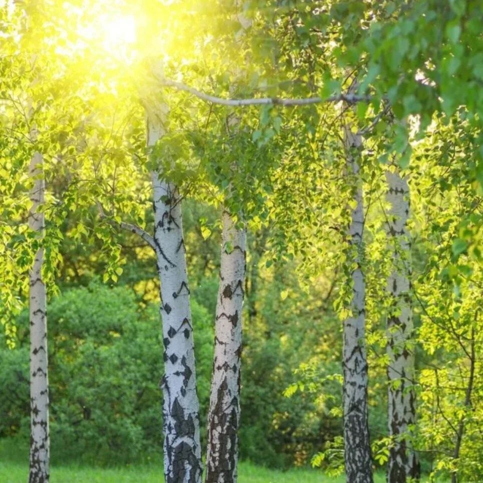 Иконка Канал ГКДОУ Детский сад № 3 БЕРЕЗКА — портал Max