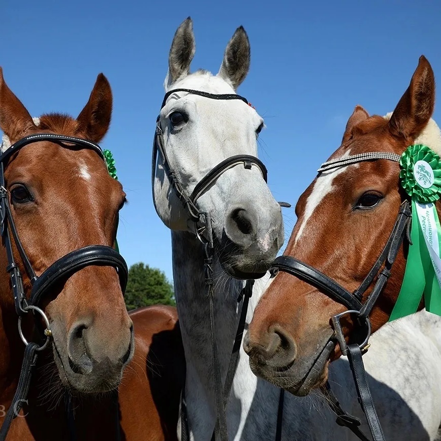 Иконка Канал КСЦ "Фортуна" — портал Max