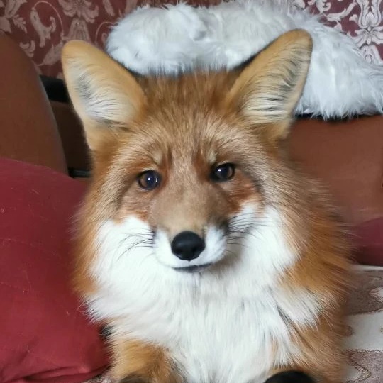 Иконка Канал Лисы в Доме — портал Max