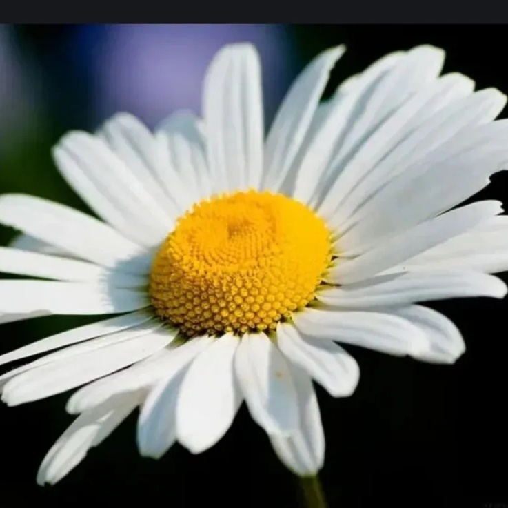 МДОУ д/с №29 "Ромашка" с.Преображенского — Канал Макс рейтинг МДОУ д/с №29 "Ромашка" с.Преображенского