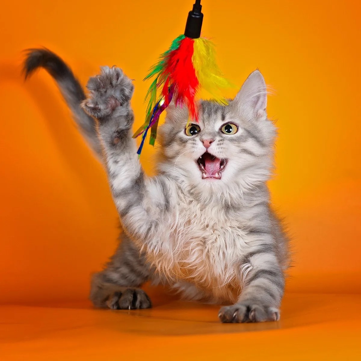 Иконка Канал Тысячи кошек и их Оля (Кошки в поисках дома СПб) — портал Max