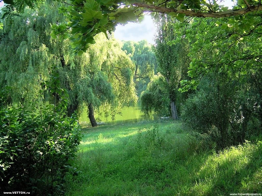 Иконка Канал Управление лесами Орловской области — портал Max